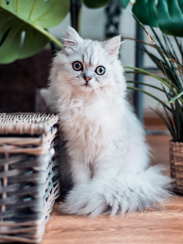 Neve Pet Shop 11