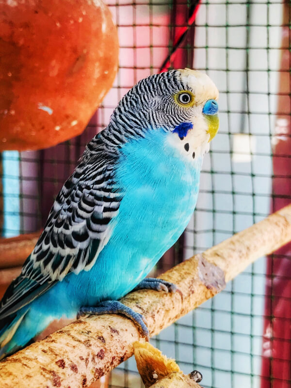 Neve Pet Shop 25